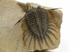 Psychopyge Termierorum Trilobite With Morocconites #310634-6